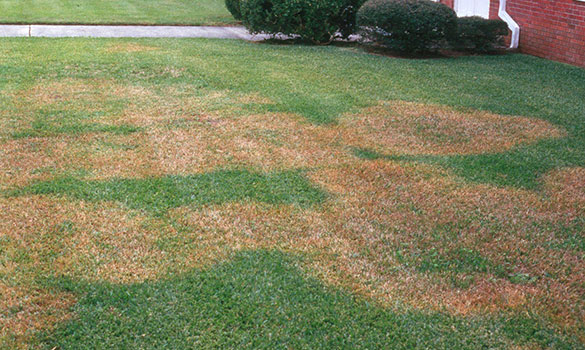 Lawn Disease Control Garden City SC