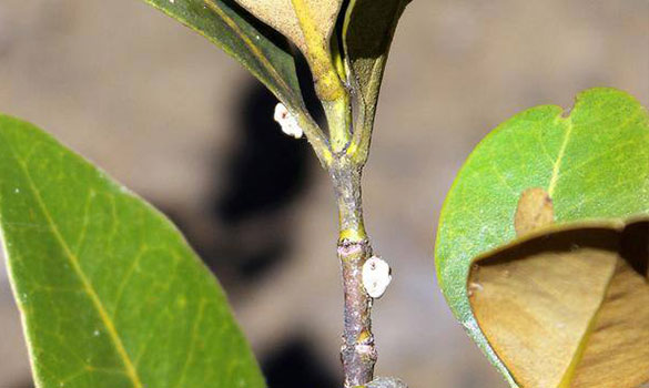 Lawn Insect Control Pawleys Island SC