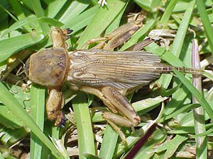 Mole crickets causing damage to a lawn, with visible patches of dead grass and disturbed soil