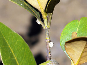 Tree Care Garden City SC